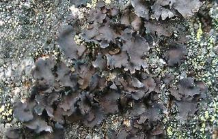 木耳种植视频教程,从选种到收获的全程指导