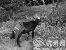 山羊生宝宝视频,山羊宝宝诞生瞬间温馨回顾