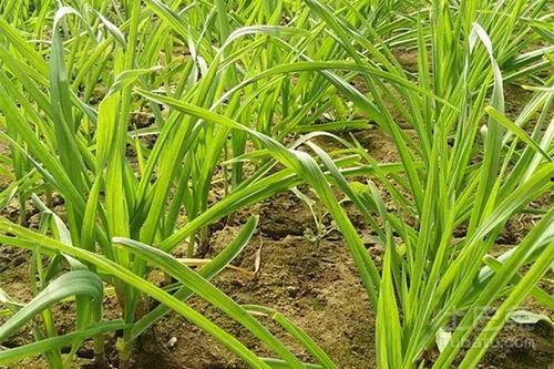 蒜苗种植技术视频,视频教程助你轻松掌握