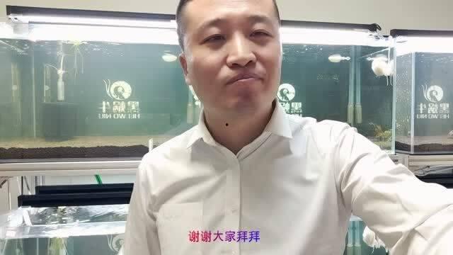 水晶虾养殖视频