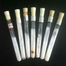 羊肚菌母种的制作视频,视频教程深度解读